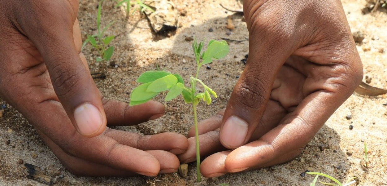 Tree-Nation for a Greener World - Fighting Climate Change One Click at a Time