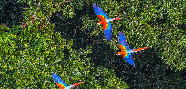 Amazon Rainforest Day - A Time to Re-think our Attitudes and Start Acting
