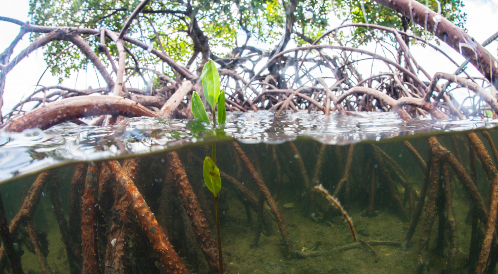 Mangrove Ecosystem 1